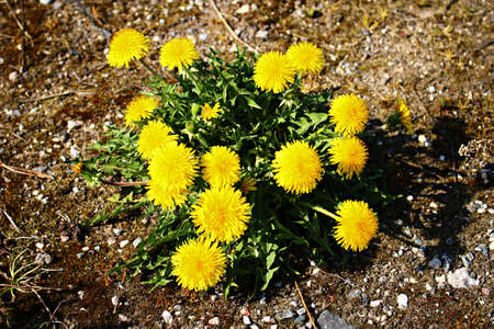 Small dandelion flowers of bright yellow color bloom in the spring in the fields and gardens