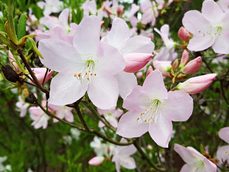 Spring white flowers appear on fruit trees on warm spring daysの写真素材