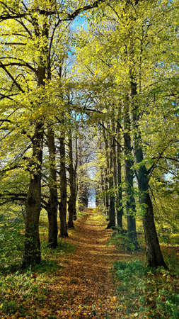 Single track dirt roads passing through vast forest spaces connect the villages