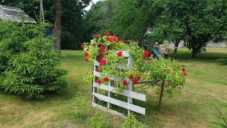 Timber framed red flowers are planted on the front lawn in summerの写真素材