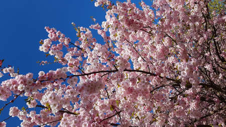 Sakura trees with many flowers blossomed on warm spring days.の写真素材