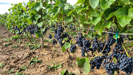 Juicy and tasty big bunches of ripe grapes on plantation bushes.の写真素材