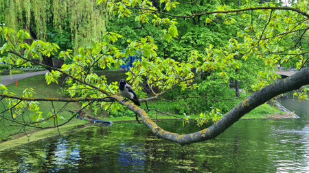 Crow sitting on large tree branch above the water of city canalの写真素材