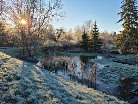 Trees grass and earth covered with white frost after sunrise on a winter day.の写真素材