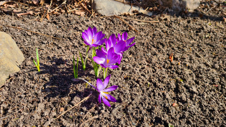 Lilac Crocuses are the first to appear in early spring in forest glades