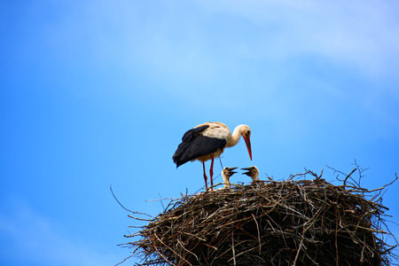 Mother Stork in nest made of thin twigs with small chicks