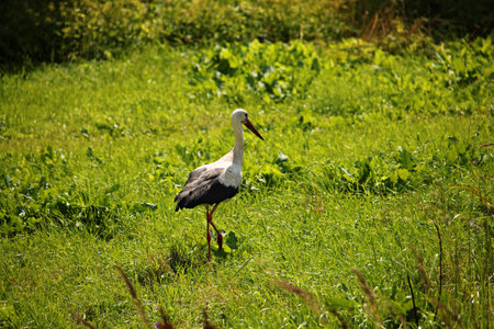 Lone stork roams the green field in search of food on sunny day