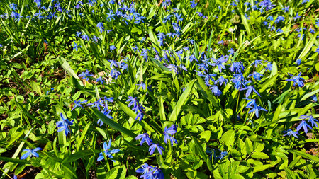 Scilla bloomed with small blue flowers in the spring in the forest