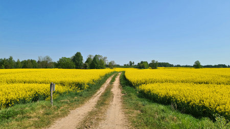 Large rapeseed fields bloomed beautifully in yellow on sunny May dayの写真素材