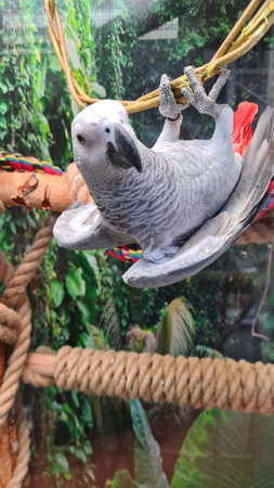 Large gray parrot sits in ring woven from thin rods.の写真素材