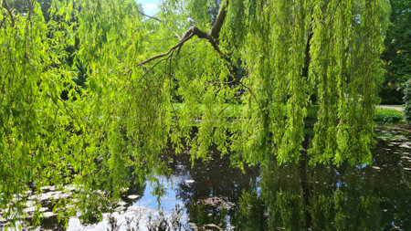 The willow tree bowed its branches to the surface of the pond waterの写真素材