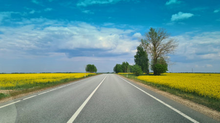 The road goes far into the distance among fields of ripe cropsの写真素材