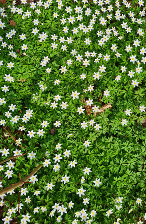 Many white small flowers bloomed beautifully in the forest in springの写真素材