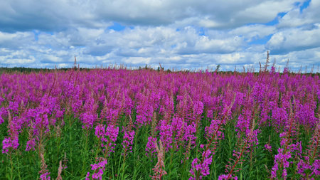 Chamaenerion purple bright flowers bloom in abundance in meadows and along roads in summerの写真素材