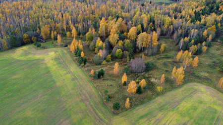 Beautiful autumn landscape with yellowed leaves on the trees and a cloudy sky from a drone