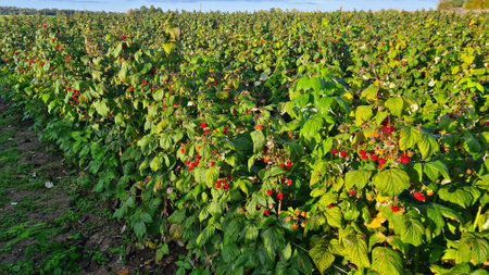 Plantation of raspberry bushes with many ripe and tasty berries on the bushes