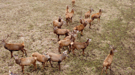 Small herd of deer grazes on field in early springの写真素材