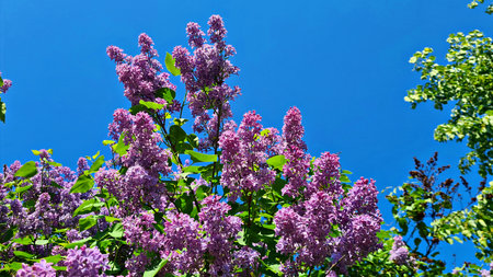 Large clusters of blooming lilacs on bushes in spring in gardens and parks