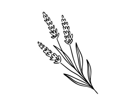 Lavender plant icon doodle hand drawn. Outline Lavender line drawing clipart symbolのイラスト素材