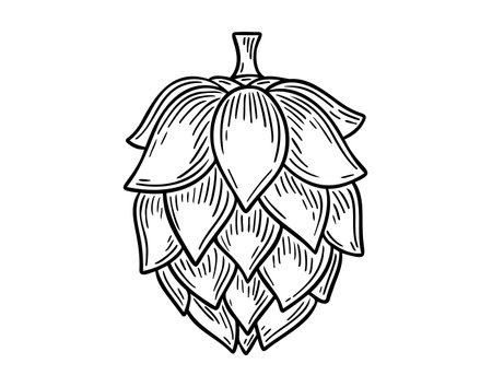 Hop for labels and packaging. hop icon doodle hand drawn. Outline drawing hop line clipart symbolのイラスト素材