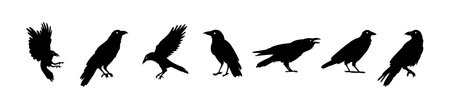 Crow isolated black silhouette set. Crows, raven halloween Dark birds icon clipartのイラスト素材