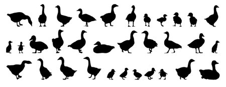 goose and gosling silhouette set. goose and gosling isolated farm animal silhouette icon vector collectionのイラスト素材