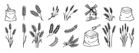 wheat and cereal plants, rye barley and ears of wheat in bag doodle hand drawn icon set. Outline drawing ears of wheat line clipart symbol collectionのイラスト素材