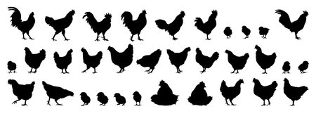 hen or chicken, rooster and chicks silhouette set. hen, rooster and chicks isolated farm animal silhouette icon vector collectionのイラスト素材
