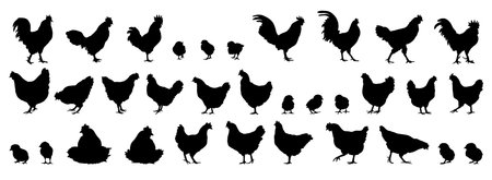 hen or chicken, rooster and chicks silhouette set. hen, rooster and chicks isolated farm animal silhouette icon vector collectionのイラスト素材