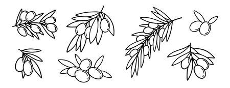 olive branch isolated doodle hand drawn on white background set. Outline drawing olive tree branch for menu, logo, greeting cardsのイラスト素材