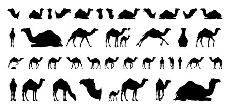 black camel silhouettes grazing and resting, assorted poses including kneeling and standing, clean isolated graphics suited for editorial, packaging, and nature illustration with tranquil desert moodのイラスト素材