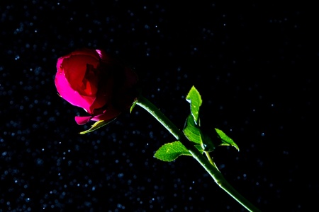 rosesの写真素材