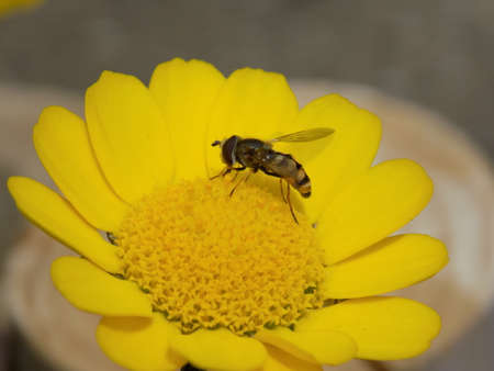 Hingrys and female Ezo small squirm Daisies and Eupeodesの写真素材