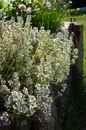 Thyme - healing herb and condiment growing in natureの写真素材