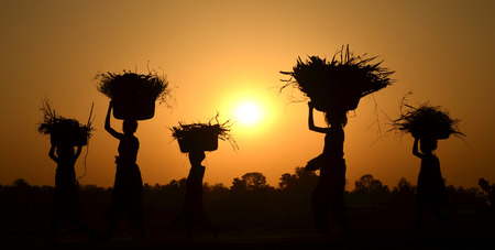 silhouette of human holding cereal in basket ,rural lifeの写真素材