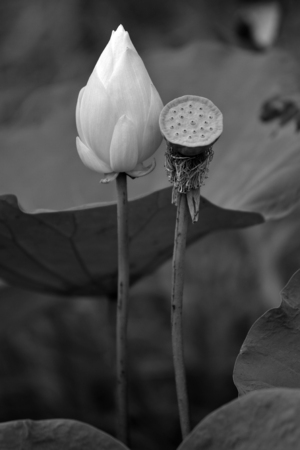 Lotus dying,The life cycle of a lotusの写真素材