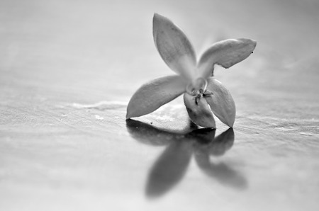 Black and white image of a White flowers on the groundの写真素材