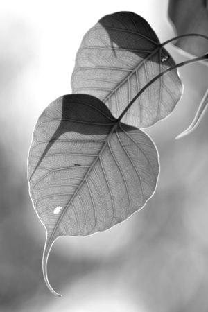 close up leaf, The leaves of the Bodhi treeの写真素材