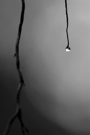 Drops of water on branchesの写真素材