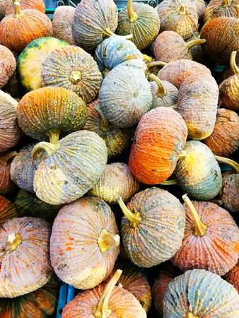 fresh pumpkins at vegetable marketの写真素材
