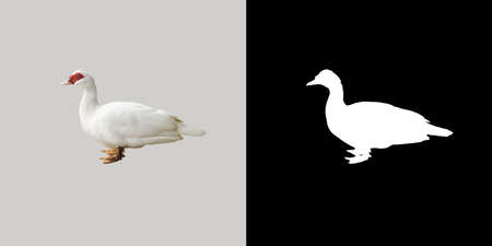 photo of duck with alpha channel for diecutの写真素材