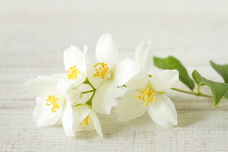 Jasmine flowers, selective focusの写真素材