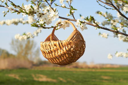 Empty wicker basket in a blooming whit cherry tree in springの写真素材