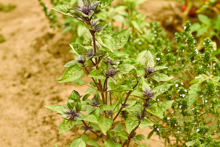 Basil plants at an organic small farmの写真素材