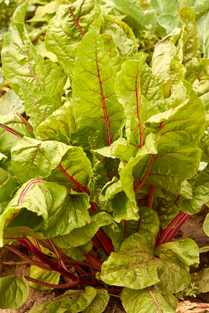 Young beetroot leaves in the small rustic gardenの写真素材