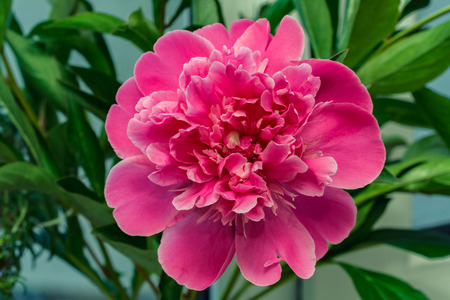 Fresh bright blooming pink peony flowerの写真素材