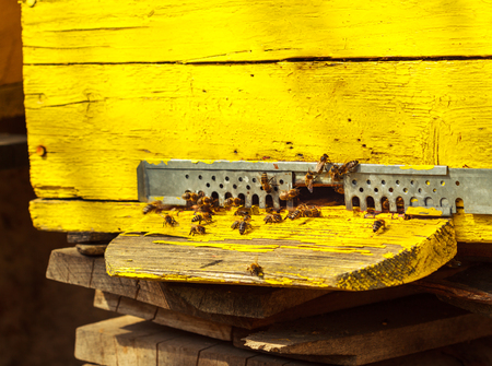 Close up view of the opened hiveの写真素材