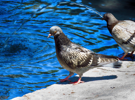 Pigeon on the fountain