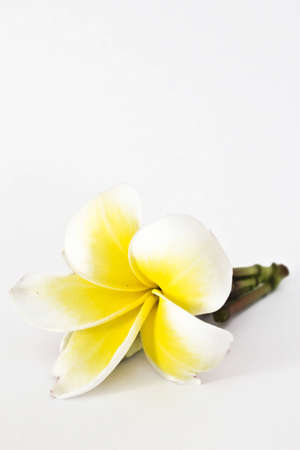 Plumeria flowerの写真素材