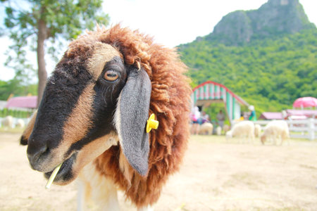 Sheep in the farm fieldの写真素材